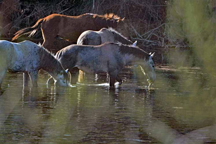 mustangs